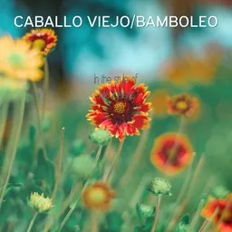 Cover art for Caballo Viejo/Bamboleo - Julio Iglesias karaoke version