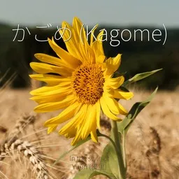 Cover art for かごめ - Yuuri (優里) karaoke version
