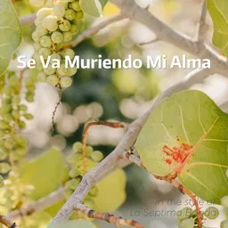 Cover art for Se Va Muriendo Mi Alma - La Septima Banda karaoke version