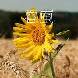 Cover art for 春嵐 - John,Miku Hatsune (初音ミク) karaoke version
