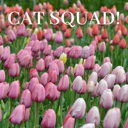 Cover art for Cat Squad! - Bluey Soundtrack karaoke version