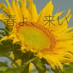 Karaokekappaleen 春よ、来い - Yumi Matsutoya (松任谷 由実) kansikuva
