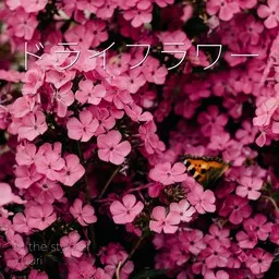 Cover art for ドライフラワー - Yuuri (優里) karaoke version