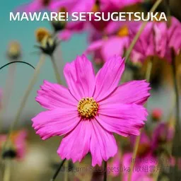 Cover art for Maware! Setsugetsuka - Utagumi Setsugetsuka (歌組雪月花) karaoke version