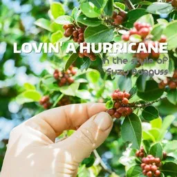 Titelbild für Lovin' A Hurricane - Suzy Bogguss Karaoke-Version