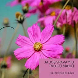 Cover art for Ja Jos Spavam U Tvojoj Majici - Ceca karaoke version