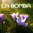 Cover art for La bomba - King Africa karaoke version